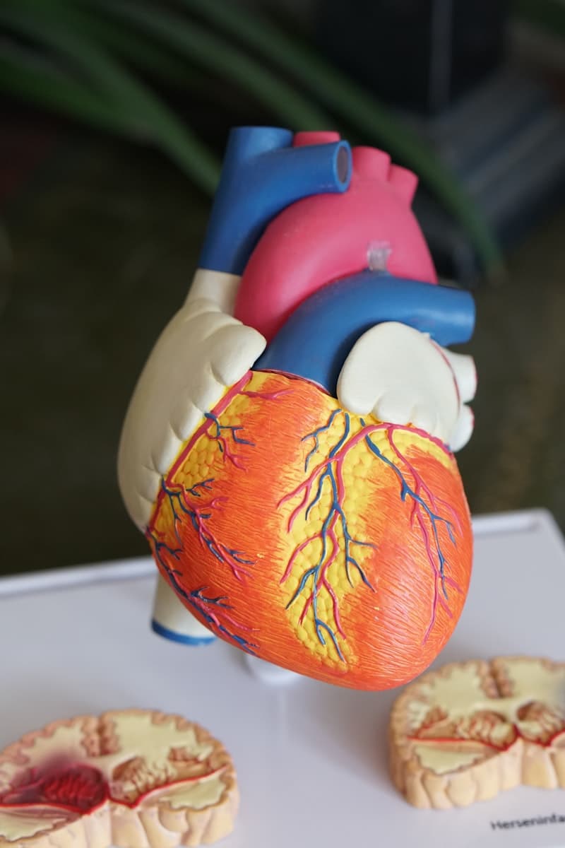 Bone Marrow Transplant